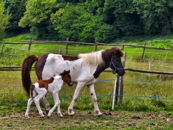 Tryggur vom Wallersberg AT2025150318, Manfred Krammer, Horses For Sale, Völkermarkt 