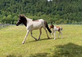 Tryggur vom Wallersberg AT2025150318