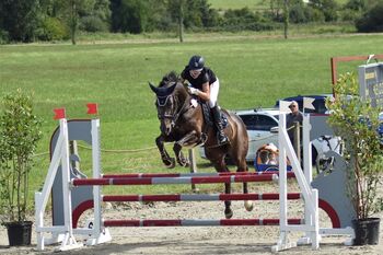 Tschechische Warmblutstute