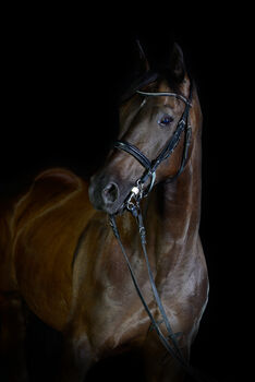 Tschechische Warmblutstute, Jäckle, Pferd kaufen, Rielasingen-Worblingen
