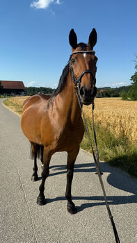 Tschechisches Warmblut, Stute, 13 Jahre, 150 cm, Brauner