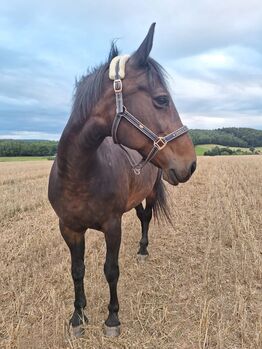 Schweres Warmblut / Welsh Cob, Heike, Horses For Sale, Bernterode (bei Heilbad Heiligenstadt)