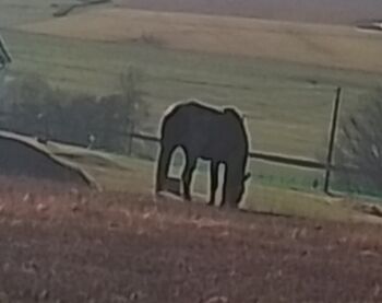 Schweres Warmblut Stute