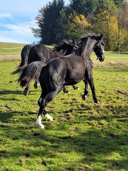 Schwere Warmblut Stute schlesier
