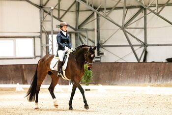 Turniererfahrene Allrounderin abstammend von Corlani x Akribori, Pferdevermittlung Leus, Pferd kaufen, Rietz – Neuendorf