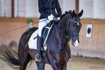 Turniererfahrener Trakehner / Sarotti v. Honore du Soir x Herzruf, Pferdevermittlung Leus, Pferd kaufen, Ampflwang