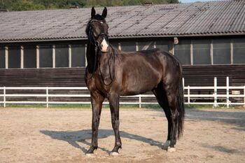 Turniererfahrener Trakehner / Sarotti v. Honore du Soir x Herzruf, Pferdevermittlung Leus, Pferd kaufen, Neustadt