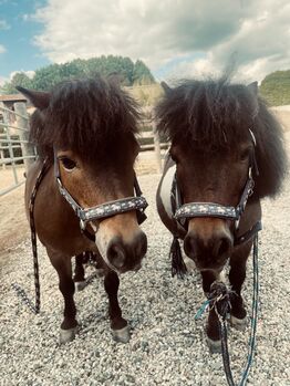 Zwei zauberhafte Shetlandponys suchen ein neues Zuhause