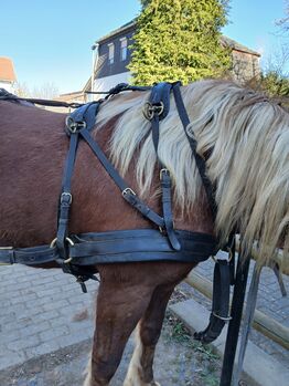 Zweispänner Brustblattgeschirr für kräftige Kaltblüter, Jonas, Horse Harness, Stadtallendorf
