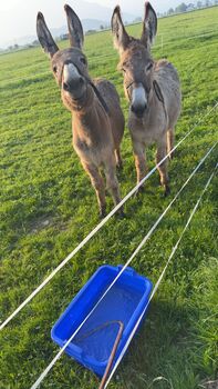 Zwei Eselhengste zu verkaufen