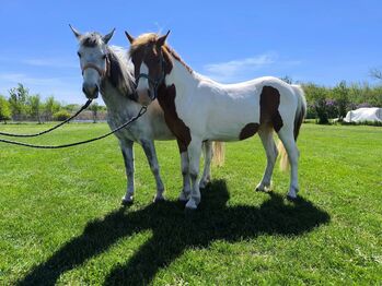 Two lovely, easy-to-handle ponies for sale