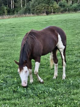 gunner seconde génération, MAURICE VERDENNE, Horses For Sale, aywaille