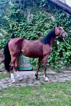 Zweijähriger Wallach mit viel Potential, Elisabeth Kögl, Horses For Sale, Bruck/Leitha