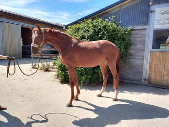 Zweieinhalb jähriger Emerald Sohn, Jasmin Harrer, Horses For Sale, Hof