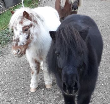 zwei Allrounder Shetty-Stuten suchen Arbeit ;-), Viola Frohwein, Horses For Sale, Neubeuern