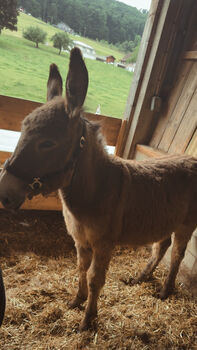 Zwei Eselhengste zu verkaufen, Stefanie Mächler, Horses For Sale, Tuggen