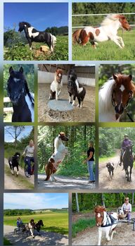 Zwei Hingucker suchen neuen Wirkungskreis, Birgit Bank, Horses For Sale, Stockach