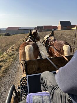 Zwei Haflinger und Kutsche