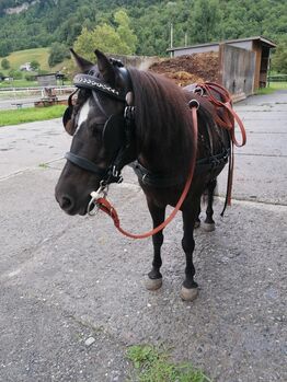 Zweispänner-Brustblattgeschirr für Ponys Stckm. ca. 1,20m