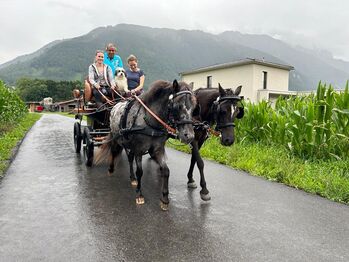 Zweispänner-Brustblattgeschirr für Ponys Stckm. ca. 1,20m, Sarah, Horse Harness, Feldkirch