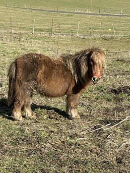 Zwei Ponystuten suchen ein neues zu Hause, Saskia , Horses For Sale, Herborn