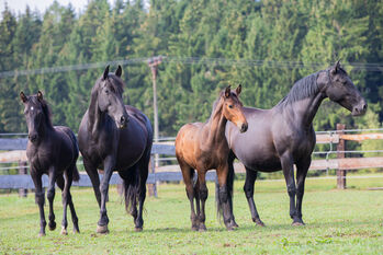 Zwei PRE Fohlen, Nováková , Horses For Sale, Nova Bystrice 