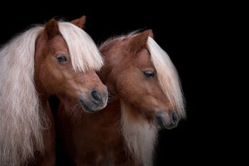 zwei Shettys - nur zusammen, Annette, Horses For Sale, Rees