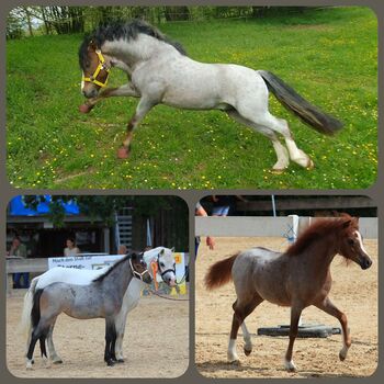 Zwei Welsh A Stutfohlen, KL, Horses For Sale, Niederstetten 