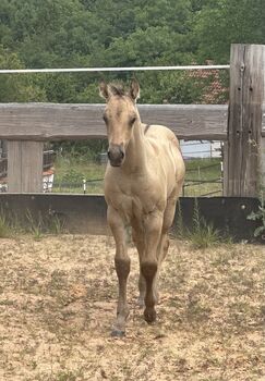 Typvolles dunskin Quarter Horse Fohlen mit Top Allround-Reining-Abstammung, Kerstin Rehbehn (Pferdemarketing Ost), Horses For Sale, Nienburg