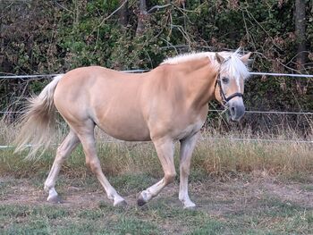 Typvolle Haflingerstute mit hervorragender Abstammung - tragend für 2026, Kerstin Rehbehn (Pferdemarketing Ost), Horses For Sale, Nienburg