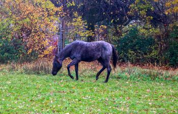 Typvolle Quarter Horse Stute in blue roan