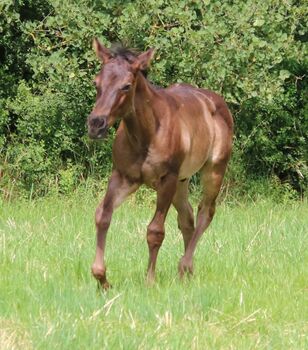 Typvolles blue roan Quarter Horse Hengstfohlen