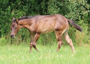 Typvolles blue roan Quarter Horse Hengstfohlen, Kerstin Rehbehn (Pferdemarketing Ost), Horses For Sale, Nienburg