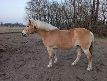 Typvolle Haflingerstute mit hervorragender Abstammung, Kerstin Rehbehn (Pferdemarketing Ost), Horses For Sale, Nienburg