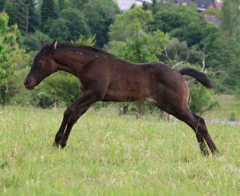 Typvolles Quarter Horse Stutfohlen in blue roan, Kerstin Rehbehn (Pferdemarketing Ost), Horses For Sale, Nienburg