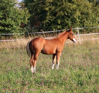 Typvoller Quarter Horse Hengst mit toller Zeichnung