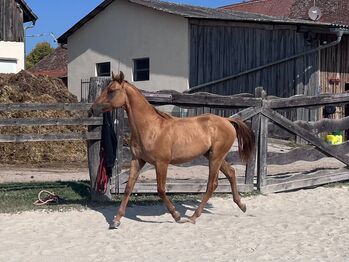 Typvoller, reining /cowhorse gezogener Quarter Horse Jährlingshengst