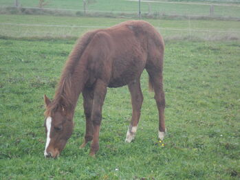 typvolles, kräftiges Quarter Hengst Fohlen mit TOP Abstammung, cw, Horses For Sale, Breitenbrunn