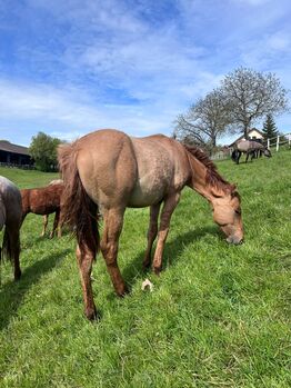 Typvoller, reining /cowhorse gezogener Quarter Horse Jährlingshengst, Kerstin Rehbehn (Pferdemarketing Ost), Horses For Sale, Nienburg