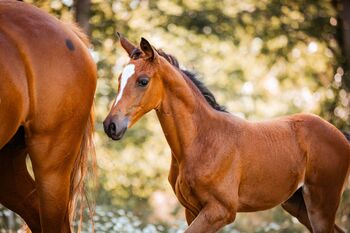 Typvolles Trakehner Stutfohlen mit starken Bewegungen