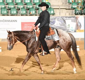 Typvoller, gut gerittener Appaloosawallach, Kerstin Rehbehn (Pferdemarketing Ost), Horses For Sale, Nienburg