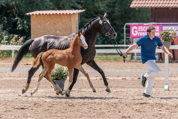 Typvolles Siegerfohlen, Melanie Wagner, Horses For Sale, Peisching