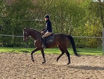 Typvolles Freizeitpferd, Wolfgang Distel, Horses For Sale, 31008 Elze Esbeck