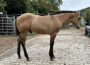 Typvoller dunskin Quarter Horse Hengst mit Top Allround-Reining-Abstammung, Kerstin Rehbehn (Pferdemarketing Ost), Horses For Sale, Nienburg