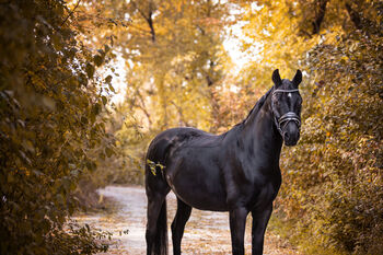 Typvoller Oldenburger Wallach, Angela, Horses For Sale, Zwölfaxing