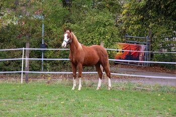 Typvoller Quarter Horse Hengst mit toller Zeichnung