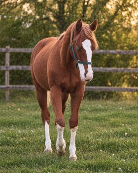 Typvoller Quarter Horse Hengst mit toller Zeichnung, Kerstin Rehbehn (Pferdemarketing Ost), Horses For Sale, Nienburg