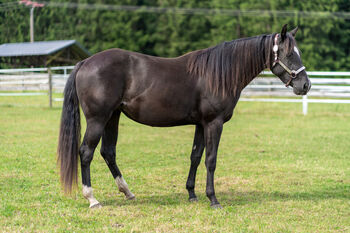 Typvoller, bildschöner High Roller Whiz Nachwuchs in Top-Farbe, Kerstin Rehbehn, Horses For Sale, Nienburg