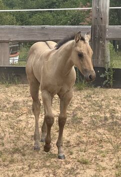 Typvolles dunskin Quarter Horse Fohlen mit Top Allround-Reining-Abstammung