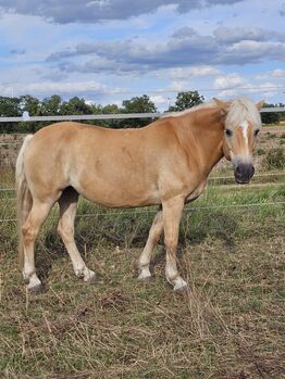 Typvolle Haflingerstute mit hervorragender Abstammung, Kerstin Rehbehn (Pferdemarketing Ost), Horses For Sale, Nienburg